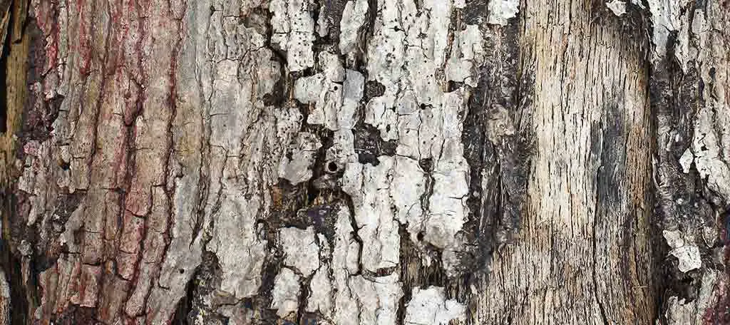 Damaged Bark of Tree
