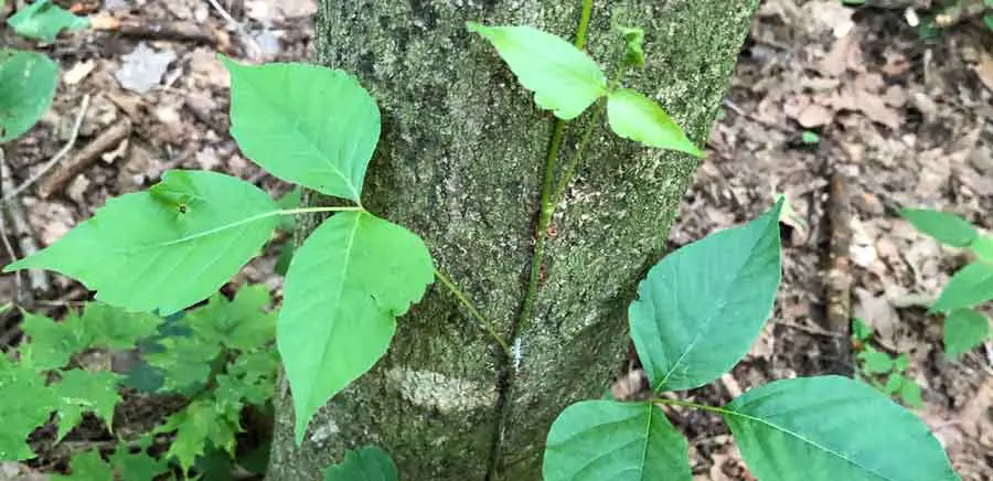 Coming in Contact with Poison Ivy