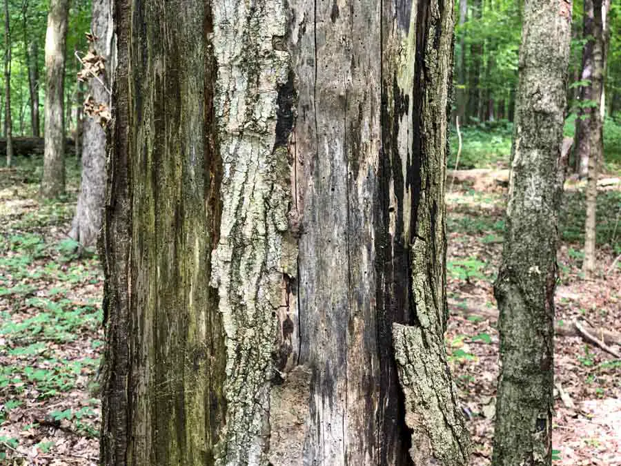 Damaged Tree Bark