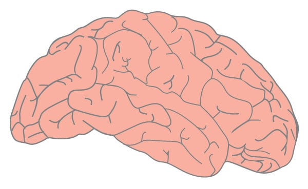 Healthy Brain Illustration