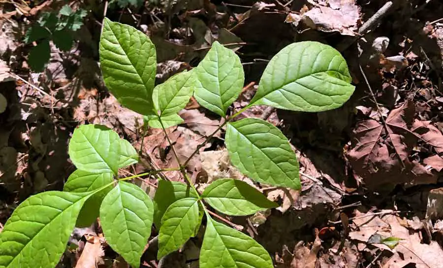 Leaves of Three Poison Ivy