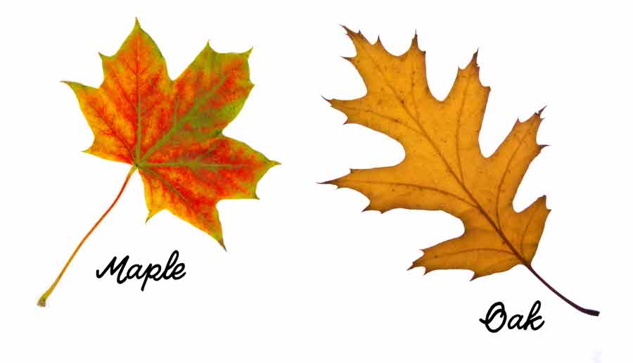 Maple and Oak Leaves