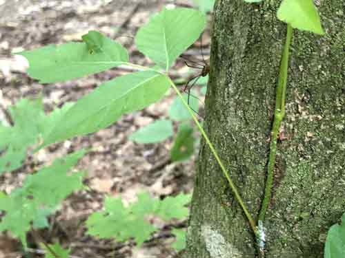 Poison Ivy