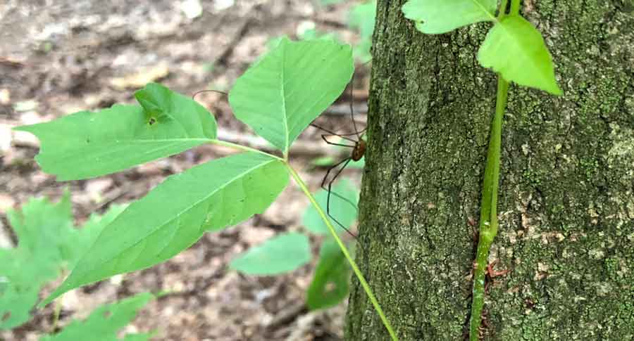 Poison Ivy