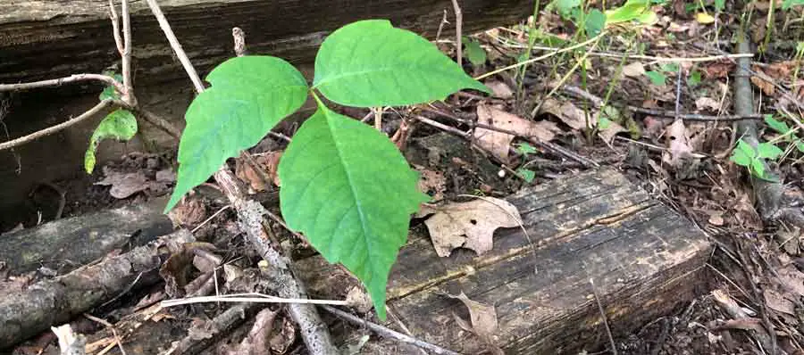 Poison Ivy Identification 