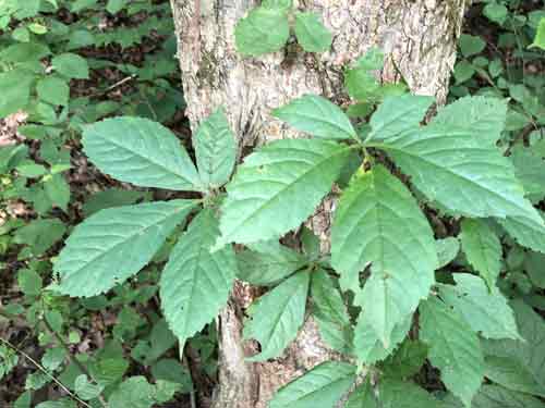 Virginia Creeper