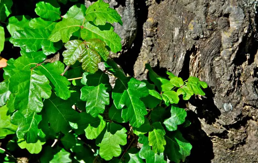 Poison Oak on Tree