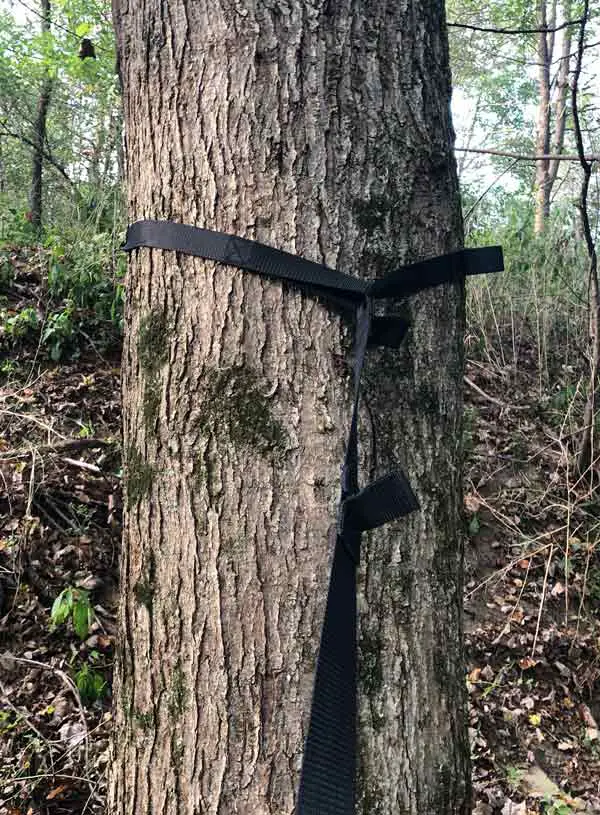 Strap around first tree